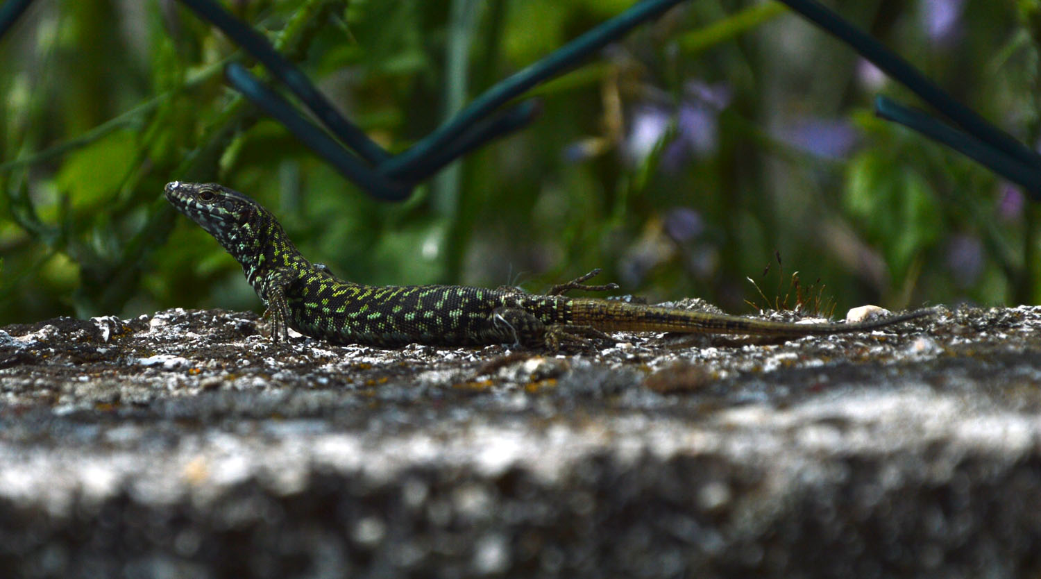 Podarcis muralis nigriventris